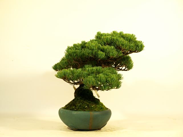 五葉松盆栽 模様木 左面