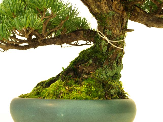 五葉松盆栽 模様木 根元拡大