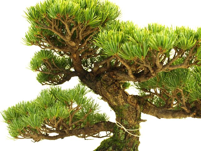 五葉松盆栽 模様木 枝周り