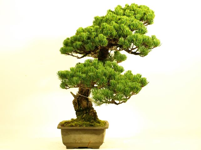 五葉松盆栽 模様木 右面