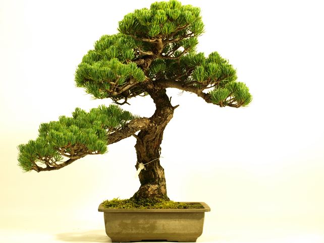 五葉松盆栽 模様木 背面