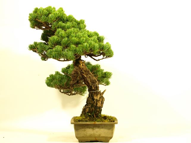 五葉松盆栽 模様木 左面