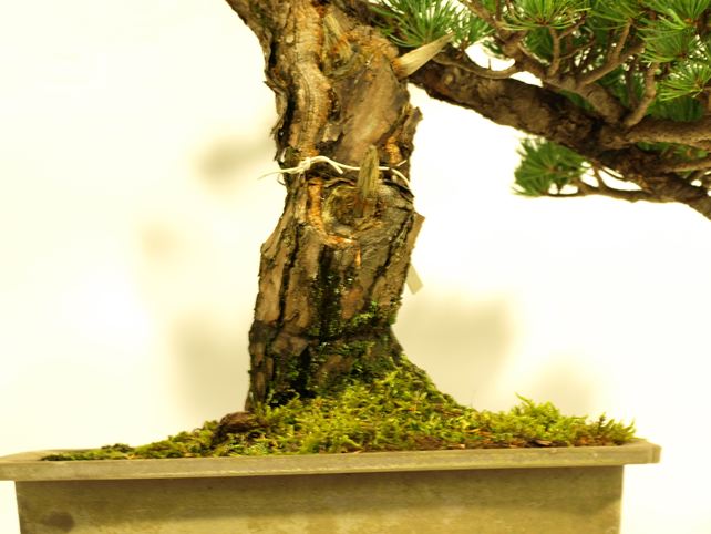 五葉松盆栽 模様木 根元拡大