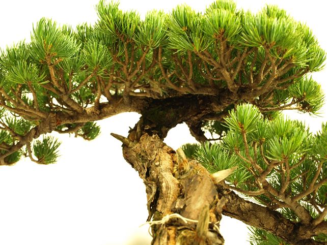 五葉松盆栽 模様木 枝周り