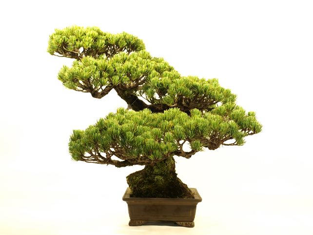 五葉松盆栽 模様木 右面