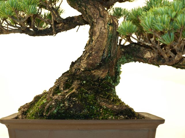 五葉松盆栽 模様木 根元拡大