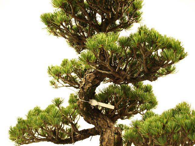 五葉松盆栽 模様木 枝周り