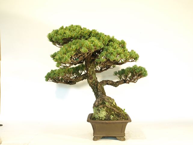 五葉松盆栽 模様木 右面