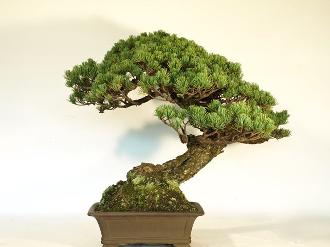 五葉松盆栽 模様木 背面