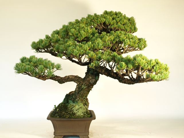 五葉松盆栽 模様木 左面