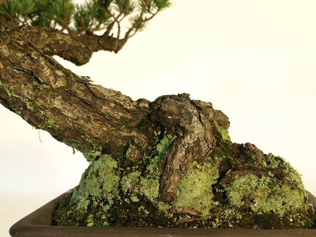 五葉松盆栽 模様木 根元拡大