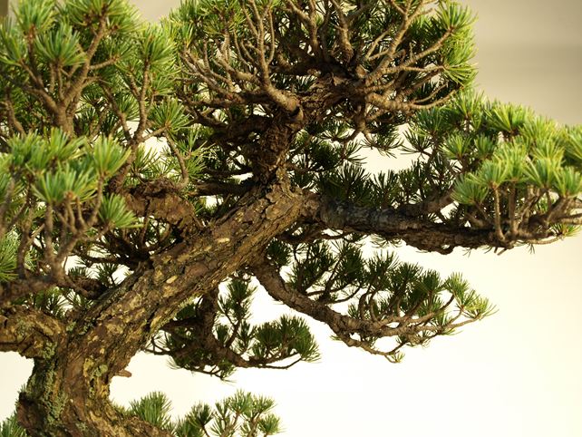 五葉松盆栽 模様木 枝周り