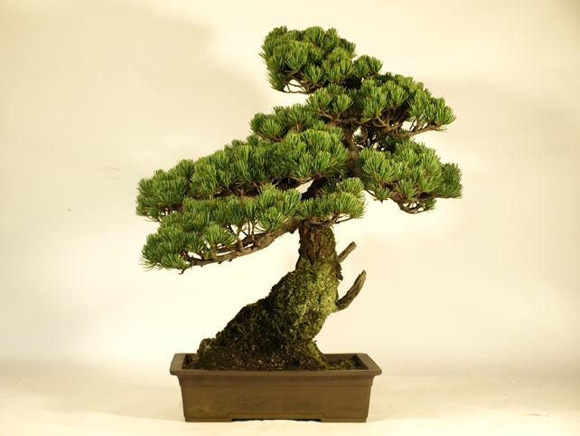 五葉松盆栽 模様木 背面