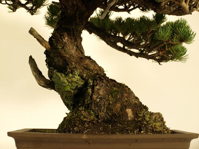 五葉松盆栽 模様木 根元拡大