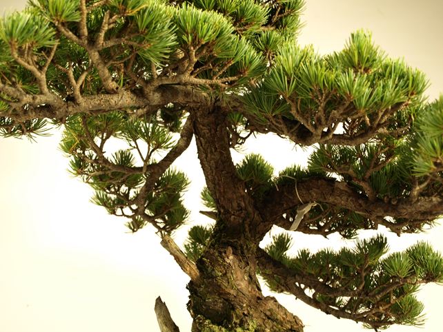 五葉松盆栽 模様木 枝周り