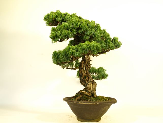 五葉松盆栽 模様木 右面