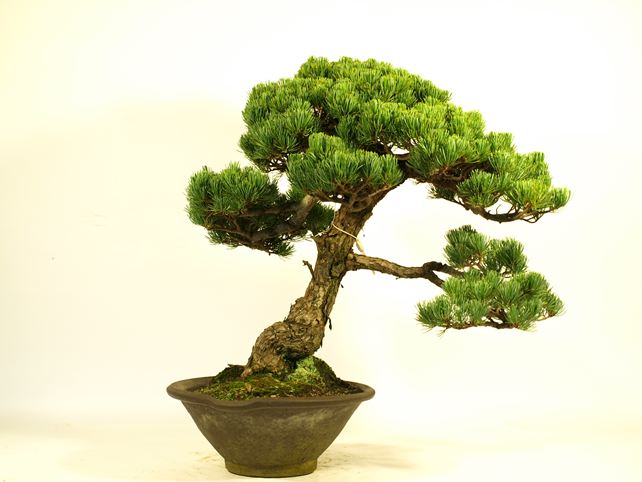 五葉松盆栽 模様木 背面