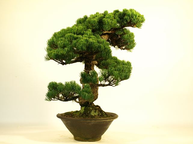 五葉松盆栽 模様木 左面