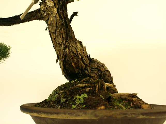 五葉松盆栽 模様木 根元拡大