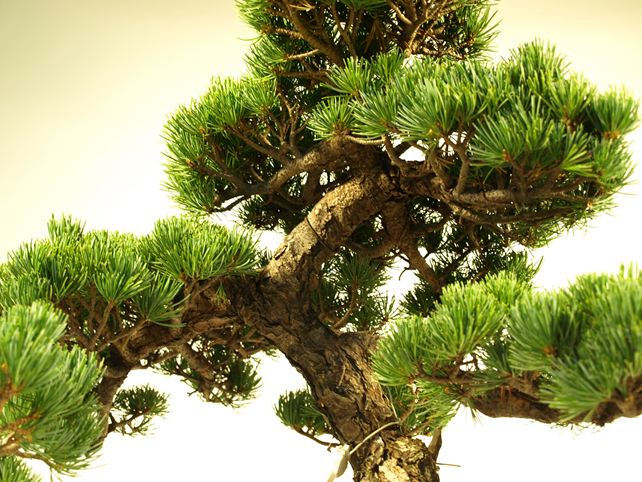 五葉松盆栽 模様木 枝周り