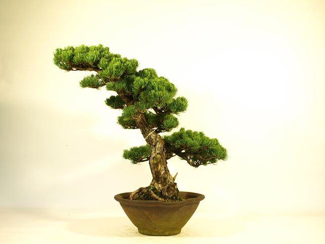 五葉松盆栽 文人 右面