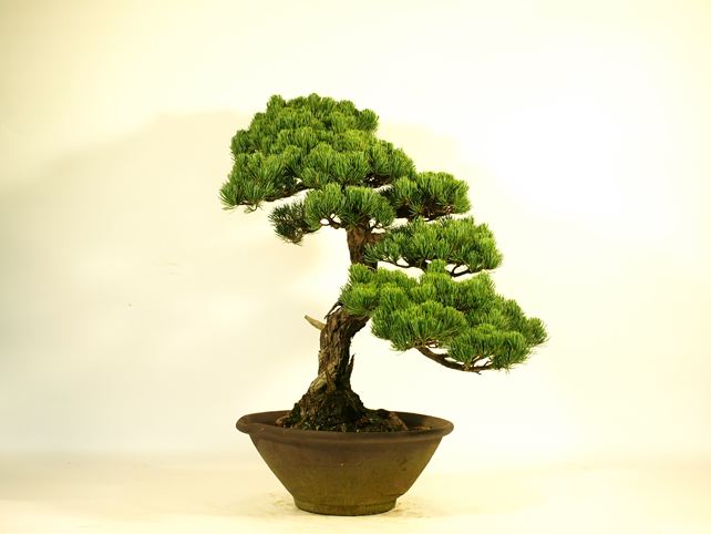 五葉松盆栽 文人 背面