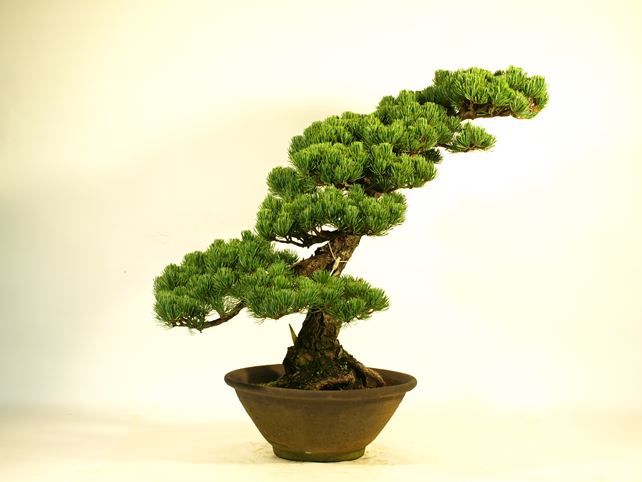 五葉松盆栽 文人 左面