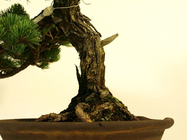 五葉松盆栽 文人 根元拡大