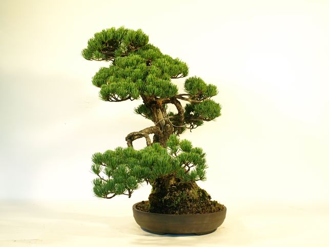 五葉松盆栽 模様木 右面
