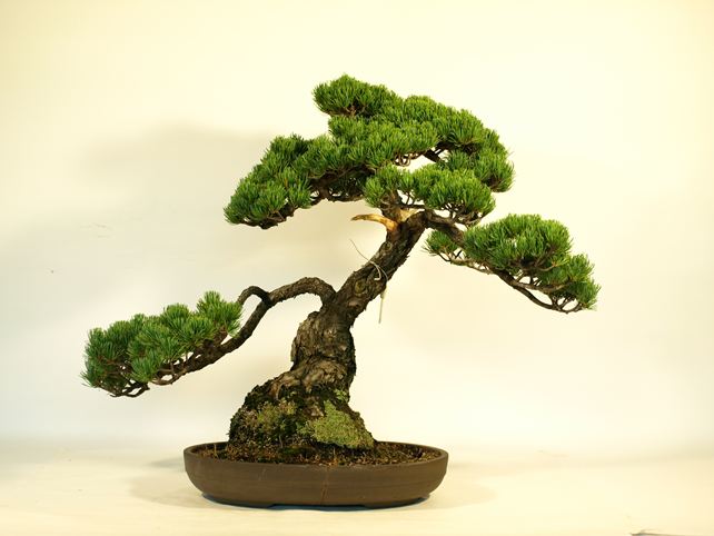 五葉松盆栽 模様木 背面