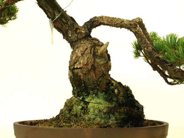 五葉松盆栽 模様木 根元拡大