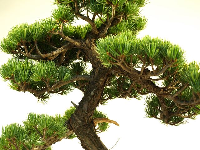 五葉松盆栽 模様木 枝周り