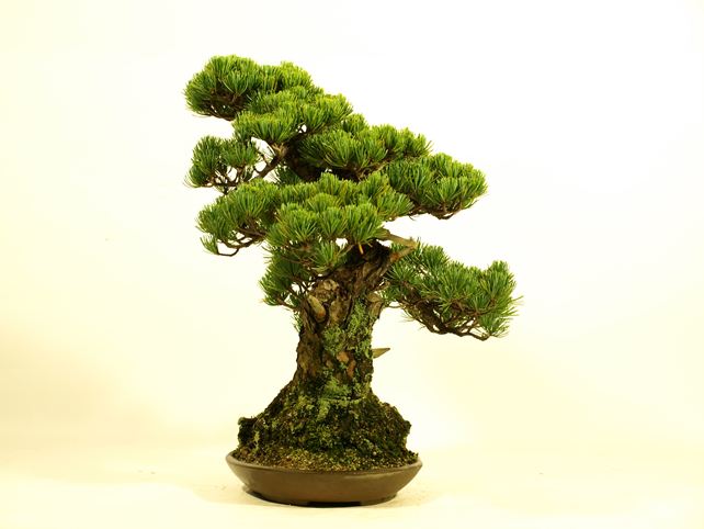 五葉松盆栽 模様木 右面