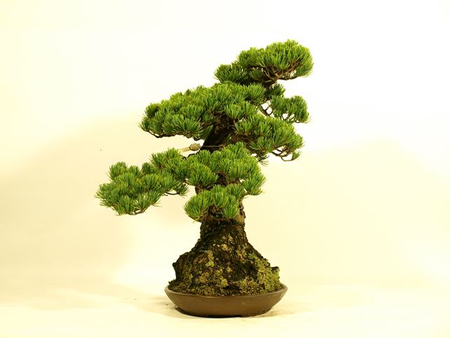 五葉松盆栽 模様木 左面