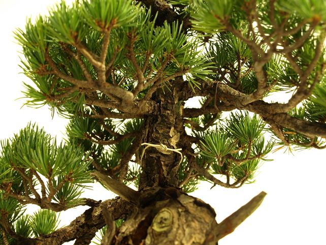 五葉松盆栽 模様木 枝周り