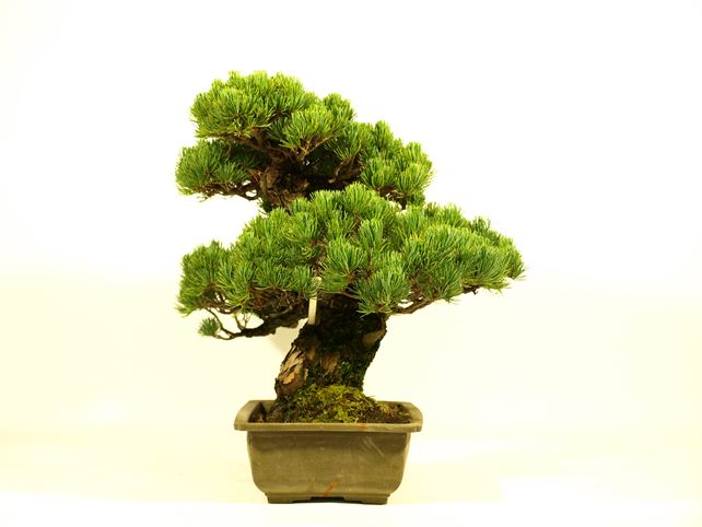 五葉松盆栽 模様木 右面
