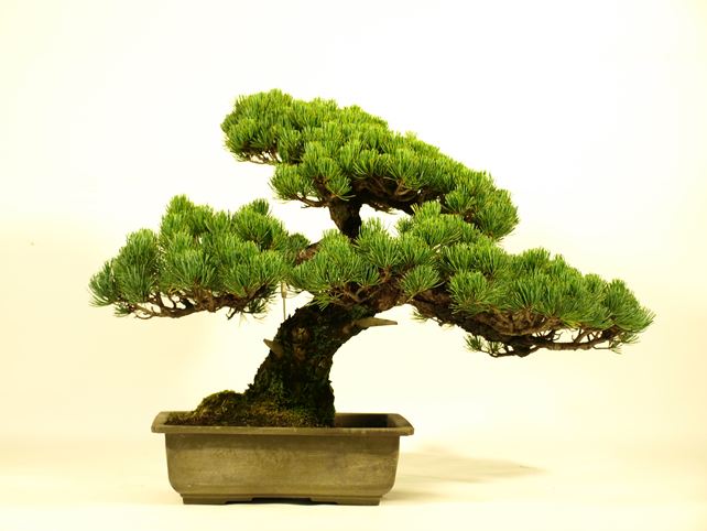 五葉松盆栽 模様木 背面