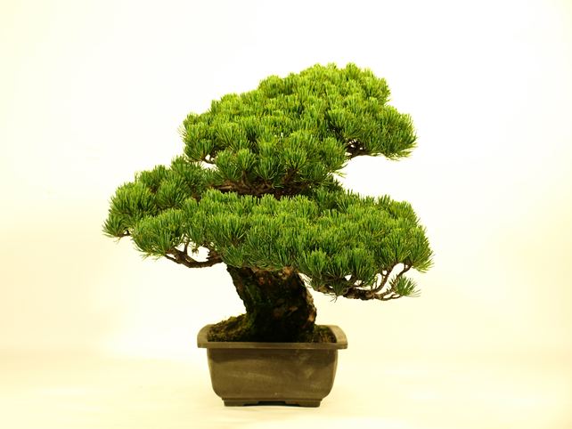 五葉松盆栽 模様木 左面