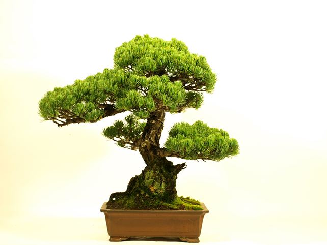 五葉松盆栽 模様木 背面