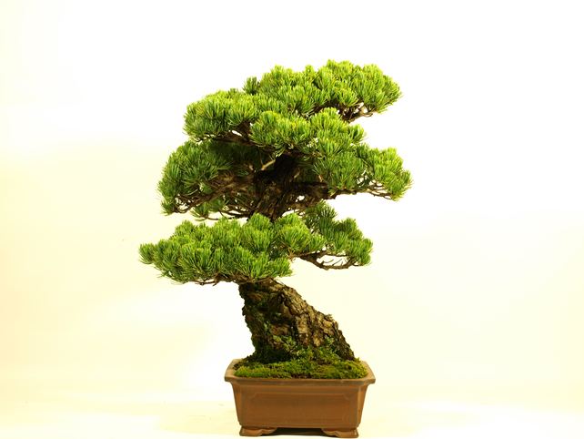 五葉松盆栽 模様木 左面