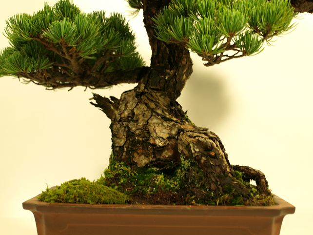 五葉松盆栽 模様木 根元拡大