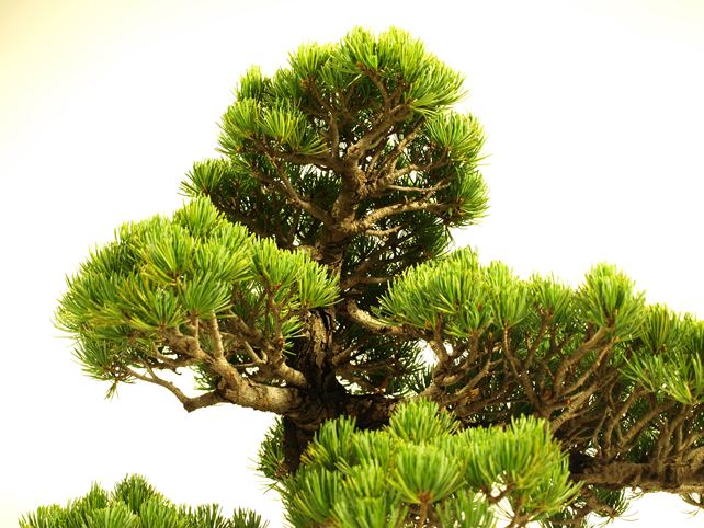 五葉松盆栽 模様木 枝周り