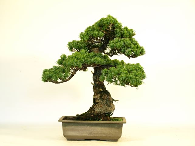 五葉松盆栽 模様木 背面