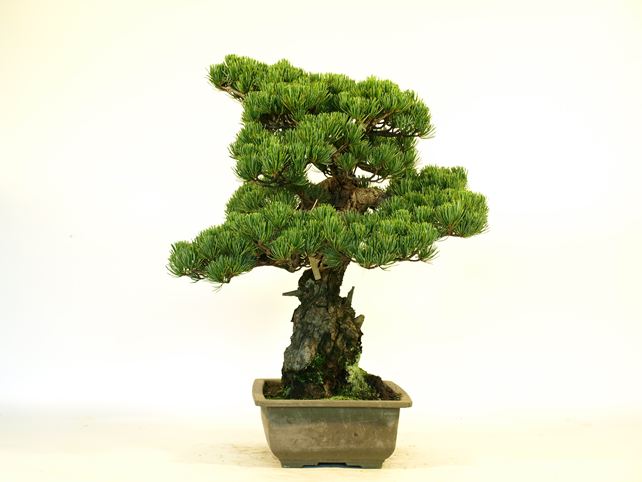 五葉松盆栽 模様木 左面