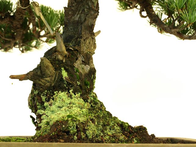 五葉松盆栽 模様木 根元拡大