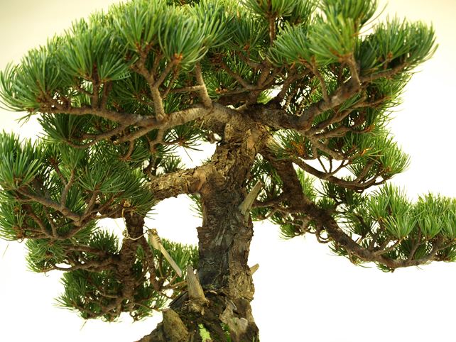 五葉松盆栽 模様木 枝周り