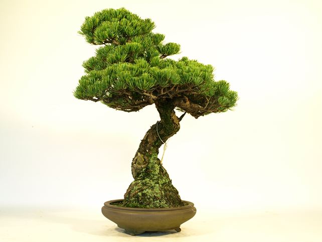 五葉松盆栽 模様木 右面