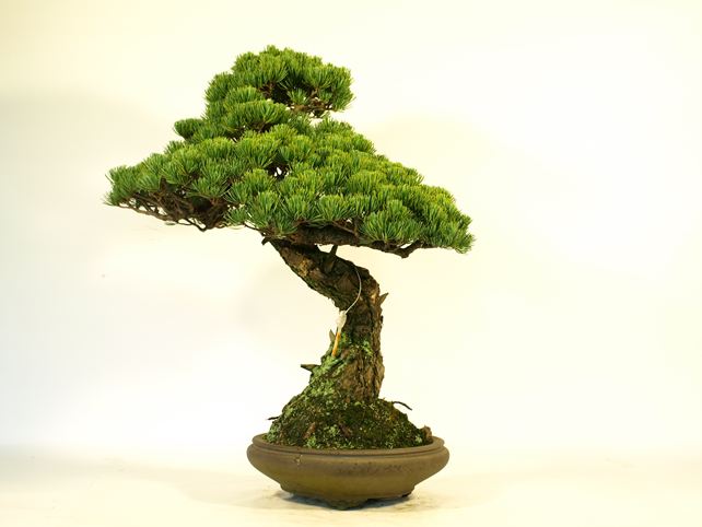 五葉松盆栽 模様木 背面
