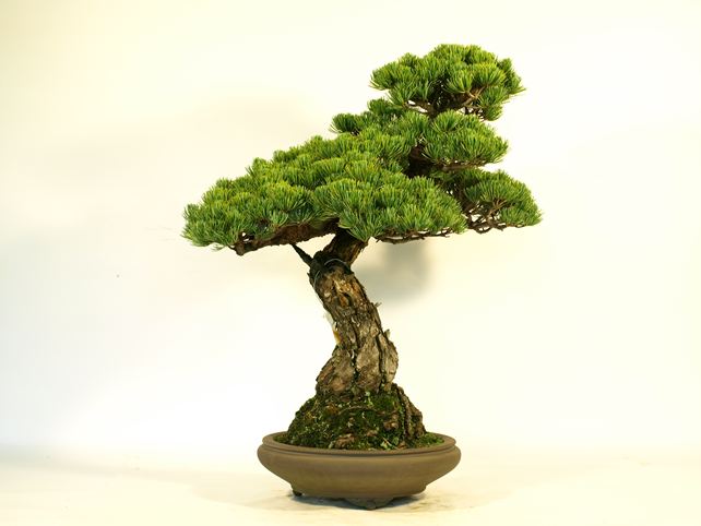 五葉松盆栽 模様木 左面