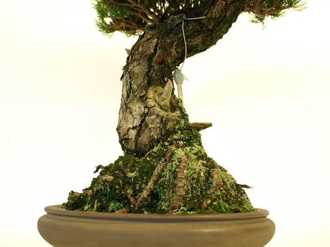 五葉松盆栽 模様木 根元拡大